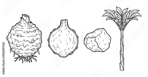 Tropical root vegetables drawing set, taro, yam, cassava, palm tree, edible plants collection