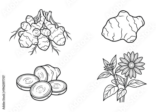 Various stages of jerusalem artichoke with whole tubers sliced pieces and flowering plant