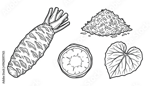 Wasabi root vector outline set including whole rhizome with grated pile and leaf on transparent back
