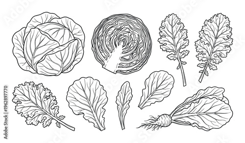 Vegetable set drawing, fresh natural collection, cabbage, kale, daikon radish, lettuce, swiss chard