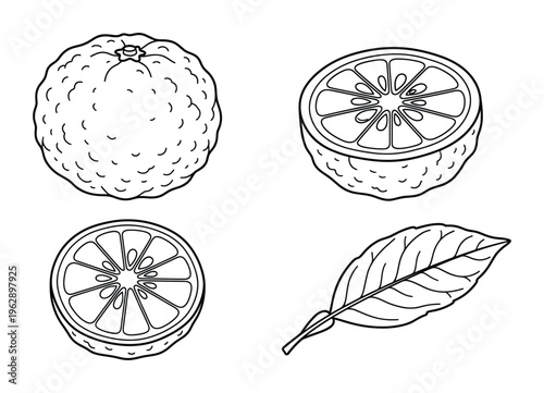 Yuzu hand drawn black outline vector sketch of whole fruit, half fruit, and leaf