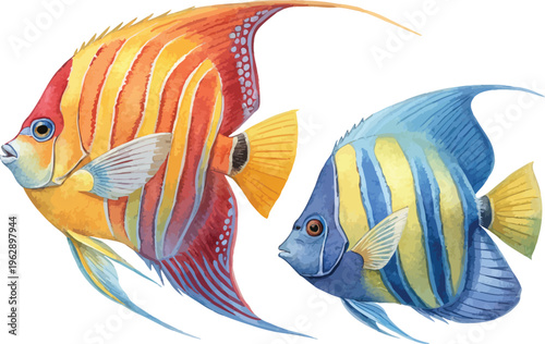 Watercolor Angelfish Illustration, Reef Fish Clipart, isolated on white background