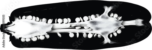 Dental X-ray Molar Teeth