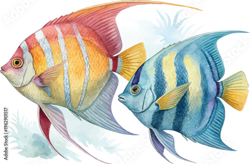 Watercolor Angelfish, Tropical Fish Clipart, vector Illustration isolated on white background