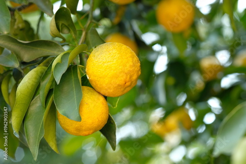 Ripe Yuzu Fruits Growing on Tree with Lush Green Leaves