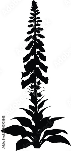 Black Foxglove Flower Silhouette on White Background