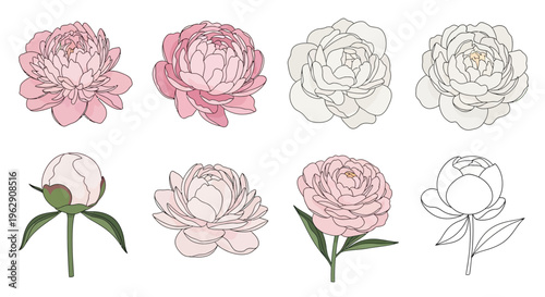 Hand-Drawn Pink and White Peony Flower Illustration Set Featuring Various Stages of Bloom and Elegant Line Art Elements Isolated on a Clean White Background Plate.