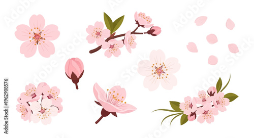 Set of Pink Cherry Blossom Vector Illustrations with Sakura Flowers, Branches, Buds, and Falling Petals on a Clean White Background for Spring Floral Design.