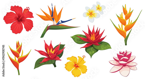 Colorful Tropical Flower Vector Collection Featuring Hibiscus, Strelitzia, Frangipani, and Heliconia Elements Isolated on White Background for Graphic Design.