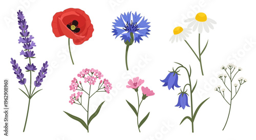 Beautiful Set of Wildflowers Vector Illustration Featuring Lavender, Poppy, Cornflower, Chamomile, and Bluebells Isolated on White Background for Graphic Design