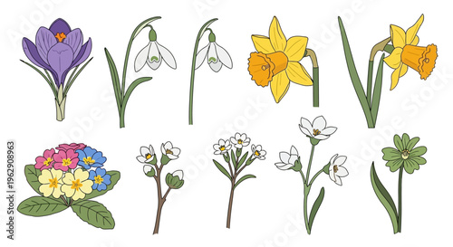 Hand-drawn spring flower collection with crocus, daffodils, snowdrops, and primrose illustrations on a clean white background for seasonal floral design projects.