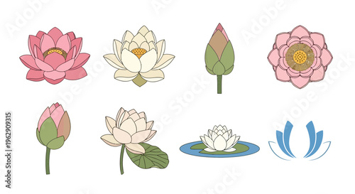 Set of Elegant Lotus Flower Vector Illustrations with Pink and White Water Lily Icons for Spa Wellness Yoga and Zen Design Elements on a Clean White Background