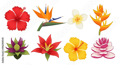 Vibrant Collection of Exotic Tropical Flowers Illustration Set featuring Hibiscus, Bird of Paradise, Plumeria, and Heliconia for Summer Floral Design Elements.