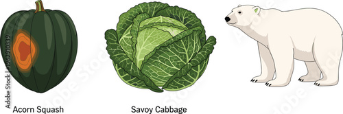 Detailed vector illustrations of healthy organic acorn squash savoy cabbage and a wild white polar bear isolated on a plain background