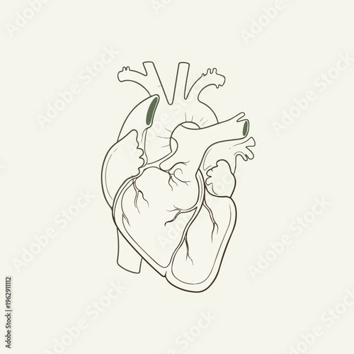 A medical illustration of the human heart, outlined in line art