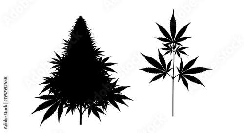 Black silhouette illustration of two cannabis plants with detailed leaves