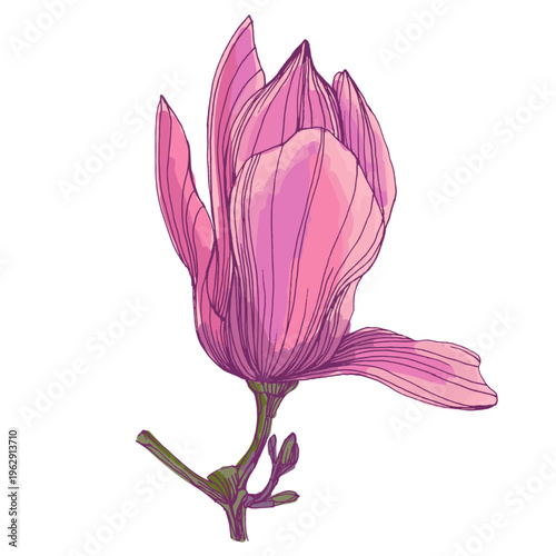 Beautiful pink magnolia flowers blooming on tree branches, spring floral background with large magnolia blossoms against blue sky, elegant botanical nature scene