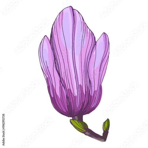 Beautiful pink magnolia flowers blooming on tree branches, spring floral background with large magnolia blossoms against blue sky, elegant botanical nature scene