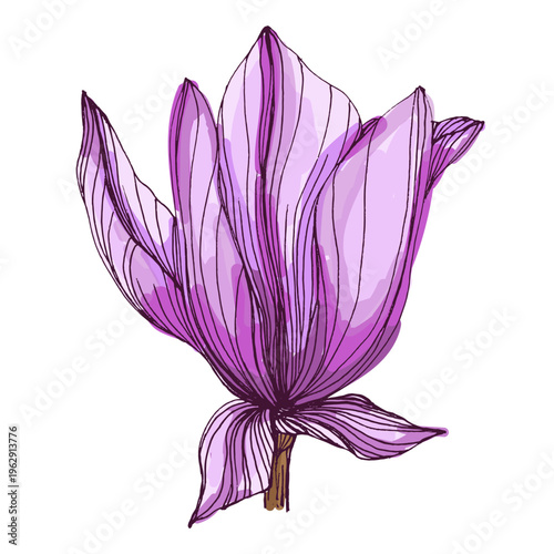 Beautiful pink magnolia flowers blooming on tree branches, spring floral background with large magnolia blossoms against blue sky, elegant botanical nature scene