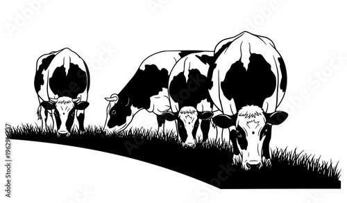 Minimalist cows eating grass on curved hill black white line art farm animal vector illustration
