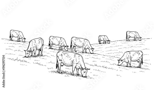 Cows grazing on hillside black and white sketch rural farm landscape vector illustration isolated