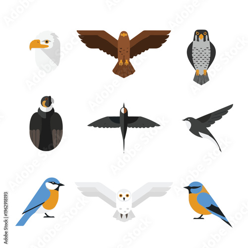 Flat design vector illustration set of various birds, including eagles, falcons, condors, swallows, owls, and small songbirds, isolated on white.