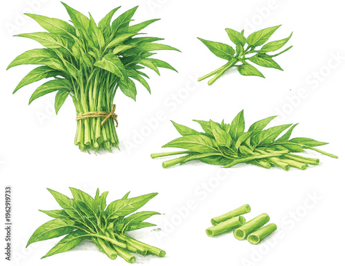 Water Spinach (Morning Glory) Isolated on Transparent Background – Fresh Thai Vegetable Set
