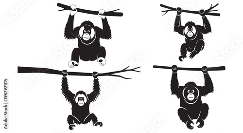 Four vector orangutan illustrations depicted hanging on tree branches with playful expressions