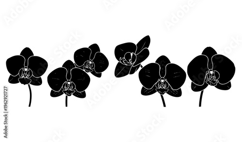 Black and white orchid flower silhouettes vector set minimalist botanical collection isolated on white background