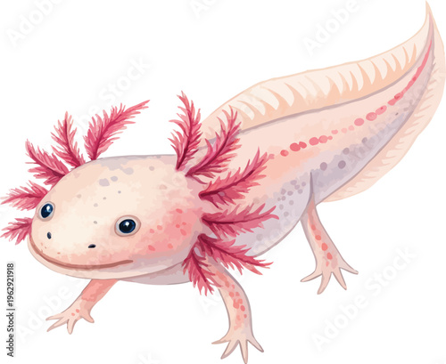Konstfotografi Hand-Painted Axolotl Watercolor, Kawaii Aquatic Animal Art, Isolated Vector Illu