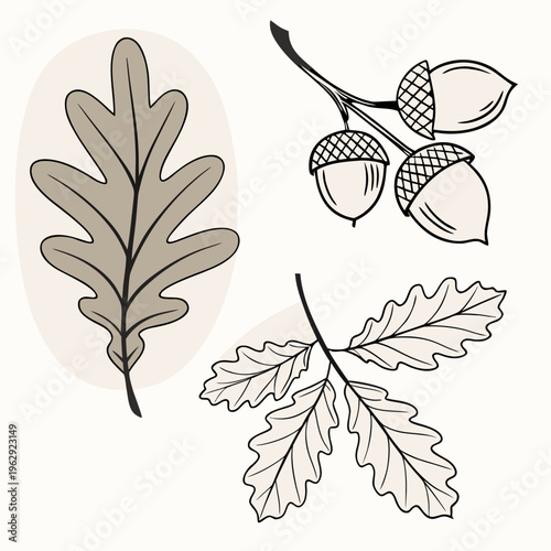 Oak leaves and acorns illustration