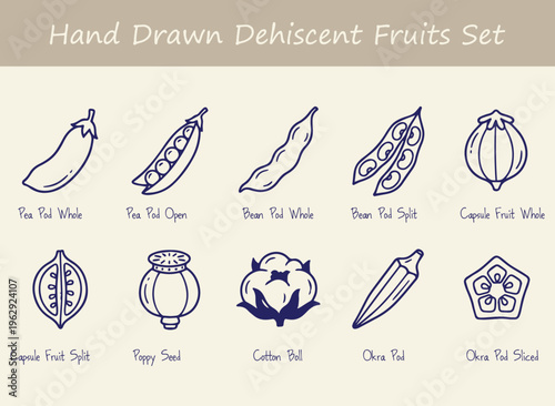 Dehiscent fruit set includes hand drawn pea pod bean okra poppy seed capsule and cotton boll illustrations with labels for educational science materials botanical diagrams and plant studies.