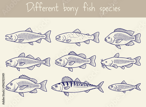 Illustrations representing different bony fish species showcasing diverse aquatic life in a simple hand drawn style.