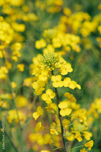 Yellow rapeseed flower in spring field