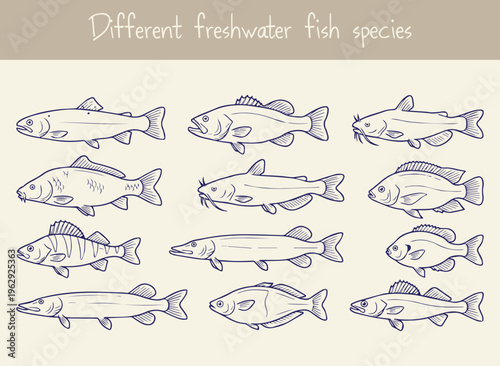 Set of different freshwater fish species drawn simply with clean lines, highlighting various aquatic inhabitants.
