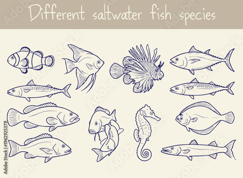 Variety of different saltwater fish species depicted in hand drawn illustrations, featuring ocean and sea life.
