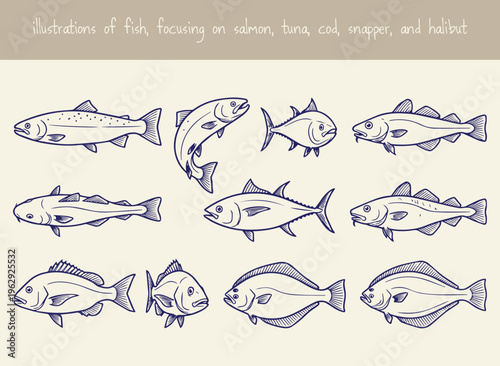 Illustrations of fish focusing on salmon tuna cod snapper and halibut species hand drawn in dark blue ink on beige background for restaurant menu design or biological educational materials.