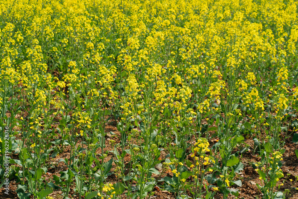 Obraz premium Blooming rapeseed flowers in a vibrant yellow field under soft natural daylight