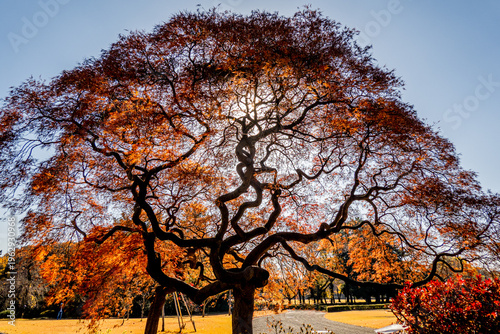 Εκτύπωση καμβά Japanese Maple (Acer palmatum) with Gnarly Structure and Fall Foliage Colors, Gl