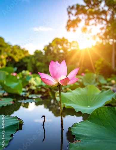 Pink lotus flower blooms on water, sun shining through trees