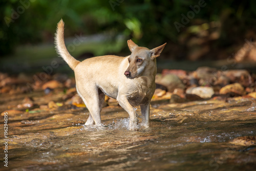 Photos Taiwanese native dogs playing in a stream in Nantou