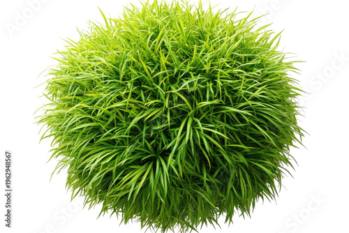 Lush, round grass tuft, dense, vibrant green foliage