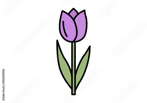 Tulipán de color púrpura con tallo y hojas verdes