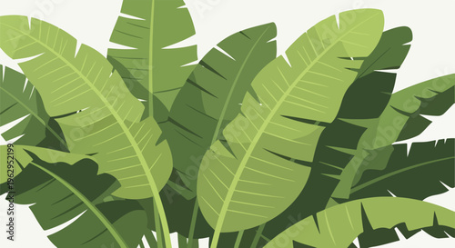 A stylized illustration of banana leaves in shades of green