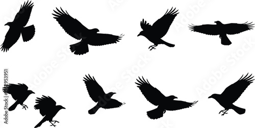 Black crow silhouette collection featuring flying, landing and perched bird poses in bold style for wildlife, nature, design, tattoo and illustration use