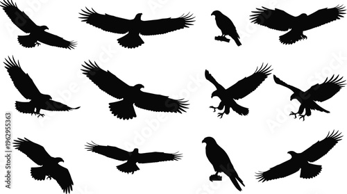 Eagle silhouette collection featuring flying, landing and perched raptor poses in bold black style for wildlife illustration, nature design and predator concepts