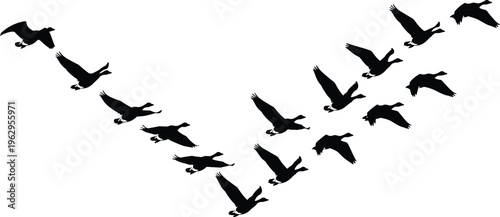 Flying geese silhouette formation in V shape showcasing migration pattern, wildlife movement and natural behavior in minimal black design for nature illustration use