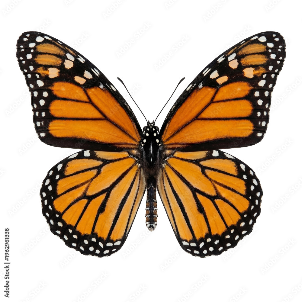 Fototapeta premium Monarch Butterfly Symmetrical Top-Down Full Spread Wings on Black – Entomology Science Photo