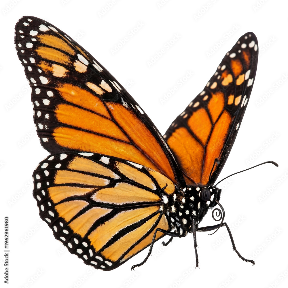 Fototapeta premium Monarch Butterfly Front-Side View Wings Open Upwards on Black – Orange Markings Nature Photo
