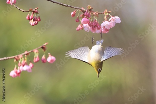 Heartwarming, A Japanese white-eye enjoying the cherry blossoms on a spring day